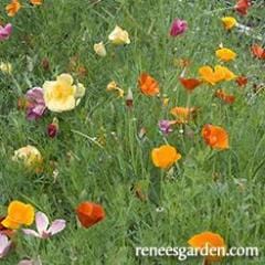 Rainbow of Poppies - Renee's Garden