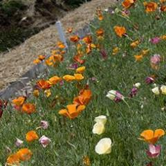 Rainbow of Poppies - Renee's Garden