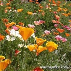 Rainbow of Poppies - Renee's Garden