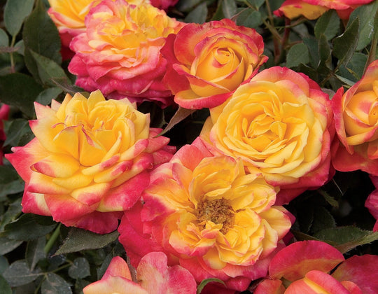 Rainbow Sunblaze - Star Roses and Plants