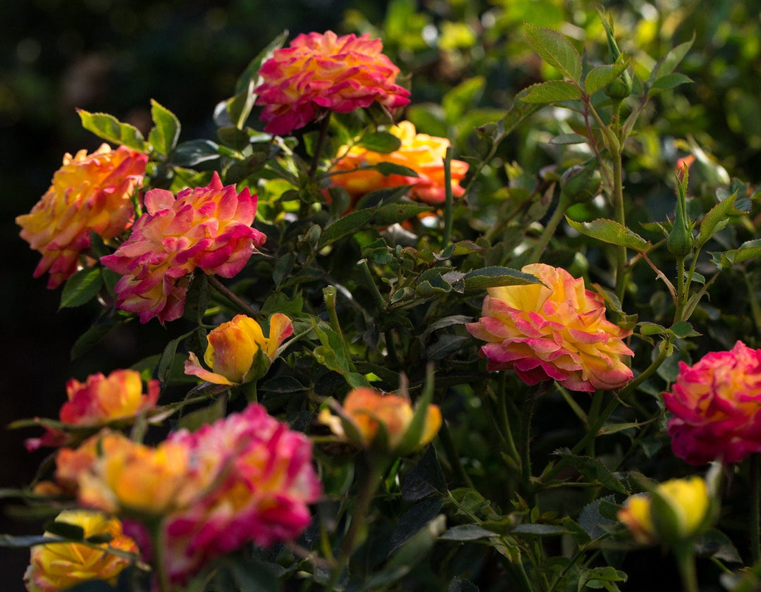 Rainbow Sunblaze - Star Roses and Plants