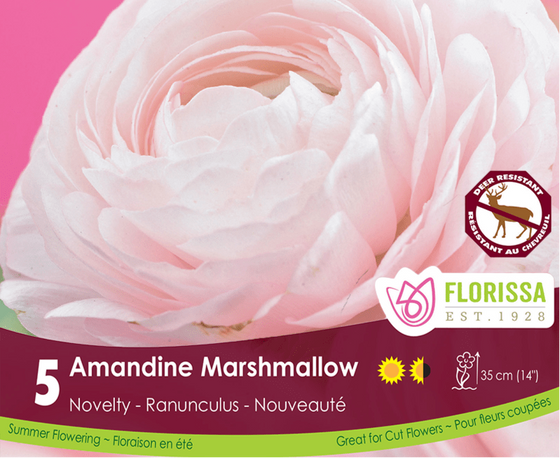 Ranunculus - Amandine Marshmallow, 5 Pack