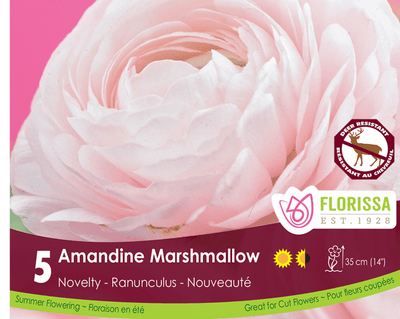 Ranunculus Amandine Marshmallow