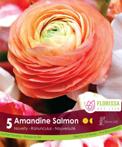 Ranunculus - Amandine Salmon (Spring), 5 Pack