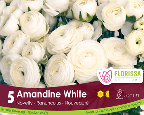 Ranunculus Amandine White