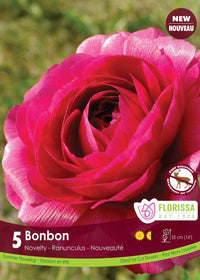 Ranunculus - Amandine Bonbon (Spring) 5 Pack