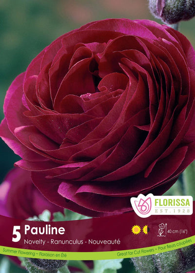 Ranunculus - Pauline (Spring), 5 Pack