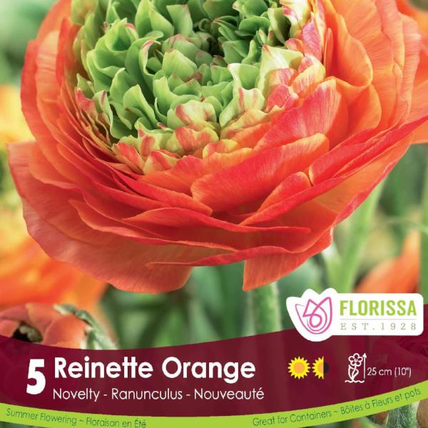 Ranuncules Reinette Orange