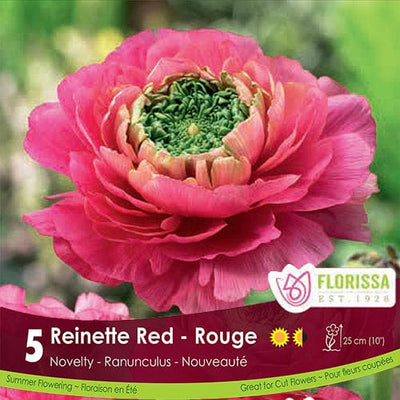 Ranuncules Reinette Red Pink Spring Bulb