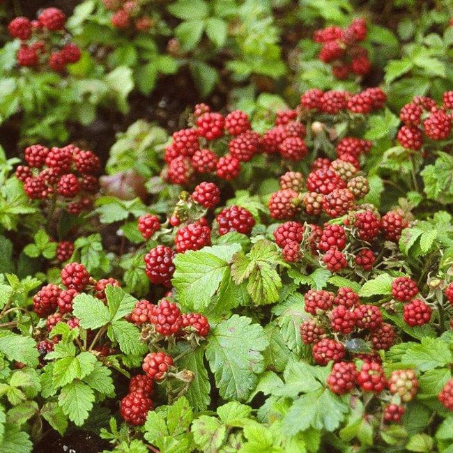 Raspberry - Anna, Groundcover