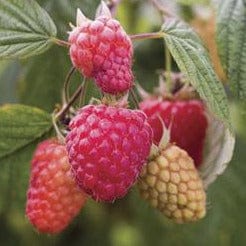 Raspberry - Autumn Bliss, Everbearing