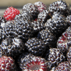 Raspberry - Black, Summer Bearing