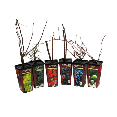 Raspberry - Canby, Summer Bearing