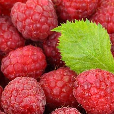 Raspberry - Canby, Summer Bearing