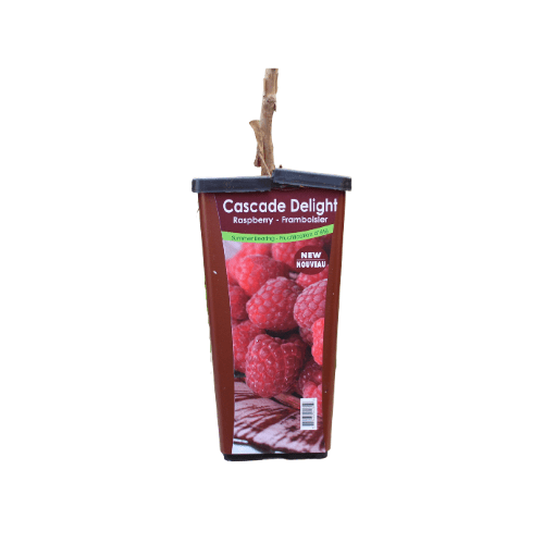 Raspberry - Cascade Delight, Summer Bearing