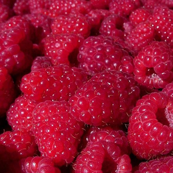 Raspberry - Encore, Everbearing