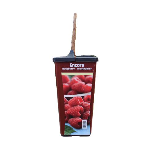 Raspberry - Encore, Everbearing