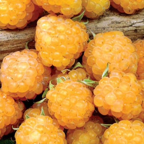 Golden Fall Raspberry Raspberry | Fall Gold | Everbearing | 1 Gallon Pot – Wildwood Outdoor ...