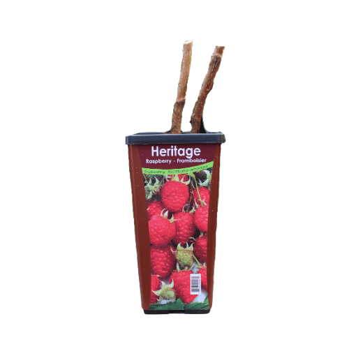 Raspberry - Heritage, Everbearing