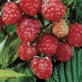 Raspberries Killarney - Summer Bearing