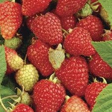 Raspberry - Prelude, Everbearing