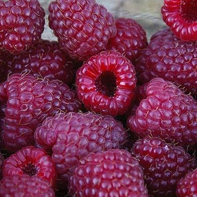 Raspberry - Purple, Summer Bearing