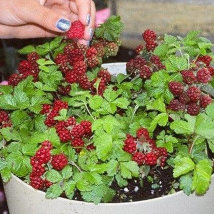 Raspberry - Valentina, Groundcover