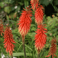 Red Hot Poker - Salt Spring Seeds
