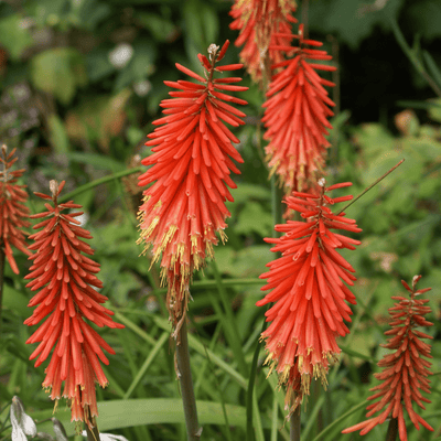 Red Hot Poker - Salt Spring Seeds
