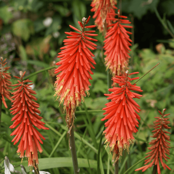 Red Hot Poker - Salt Spring Seeds