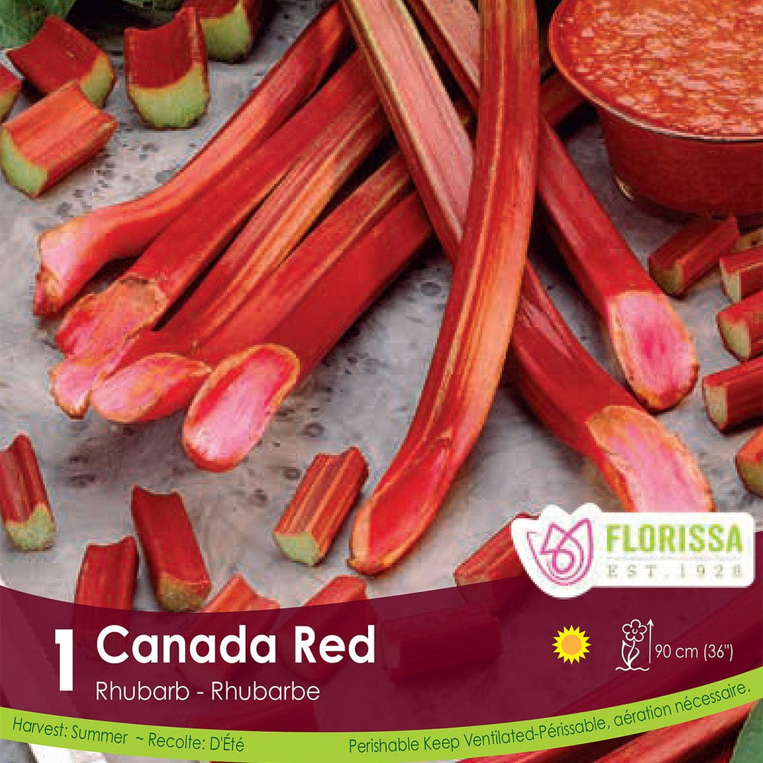 Rhubarb Canada Red Vegetables Spring Bulb