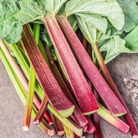 Rhubarb Glaskins Perpetual - West Coast Seeds