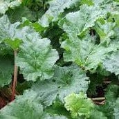 Rhubarb Himalayan - Salt Spring Seeds