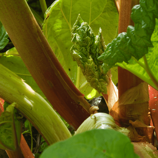 Rhubarb Himalayan - Salt Spring Seeds