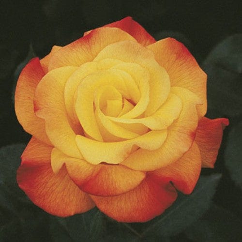 Rio Samba - Weeks Rose