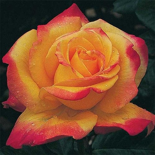 Rio Samba - Weeks Rose