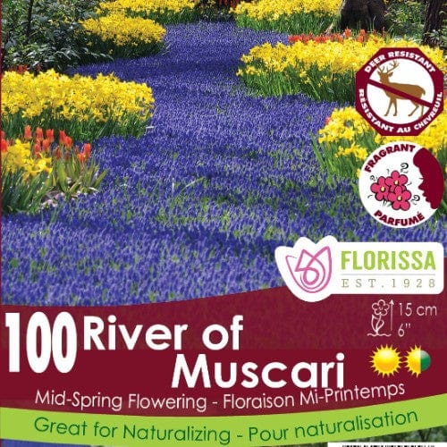 River of Muscari - Mesh Bag, 100 Pack
