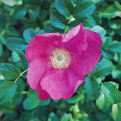 Rosa Rugosa