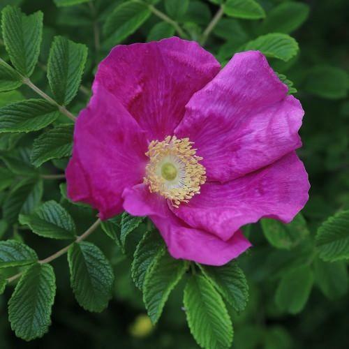 Rosa Rugosa