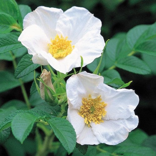 Rosa Rugosa Alba - Weeks Roses