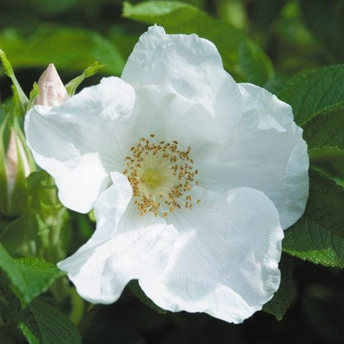 Rosa Rugosa Alba - Weeks Roses