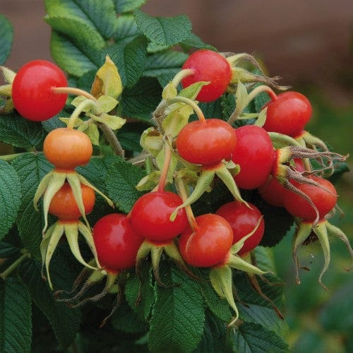 Rosa Rugosa Alba - Weeks Roses