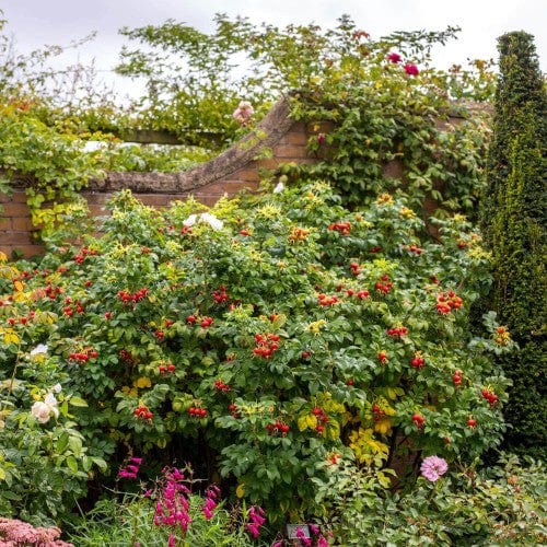 Rosa Rugosa Alba - Weeks Roses