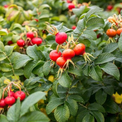 Rosa Rugosa Alba - Weeks Roses