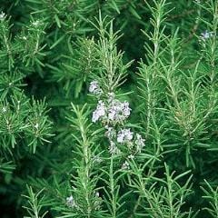 Rosemary Common - Burpee Seeds