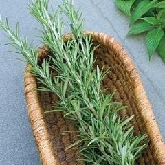 Rosemary Common - Burpee Seeds