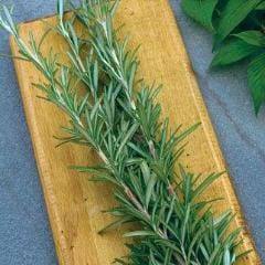 Rosemary Common - Burpee Seeds