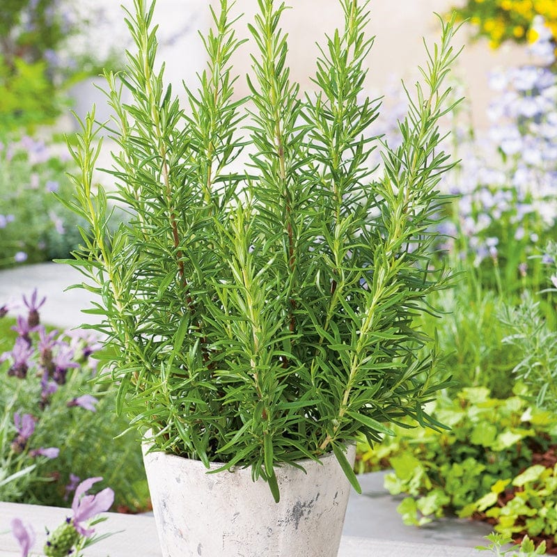 Rosemary - Mr. Fothergill's Seeds