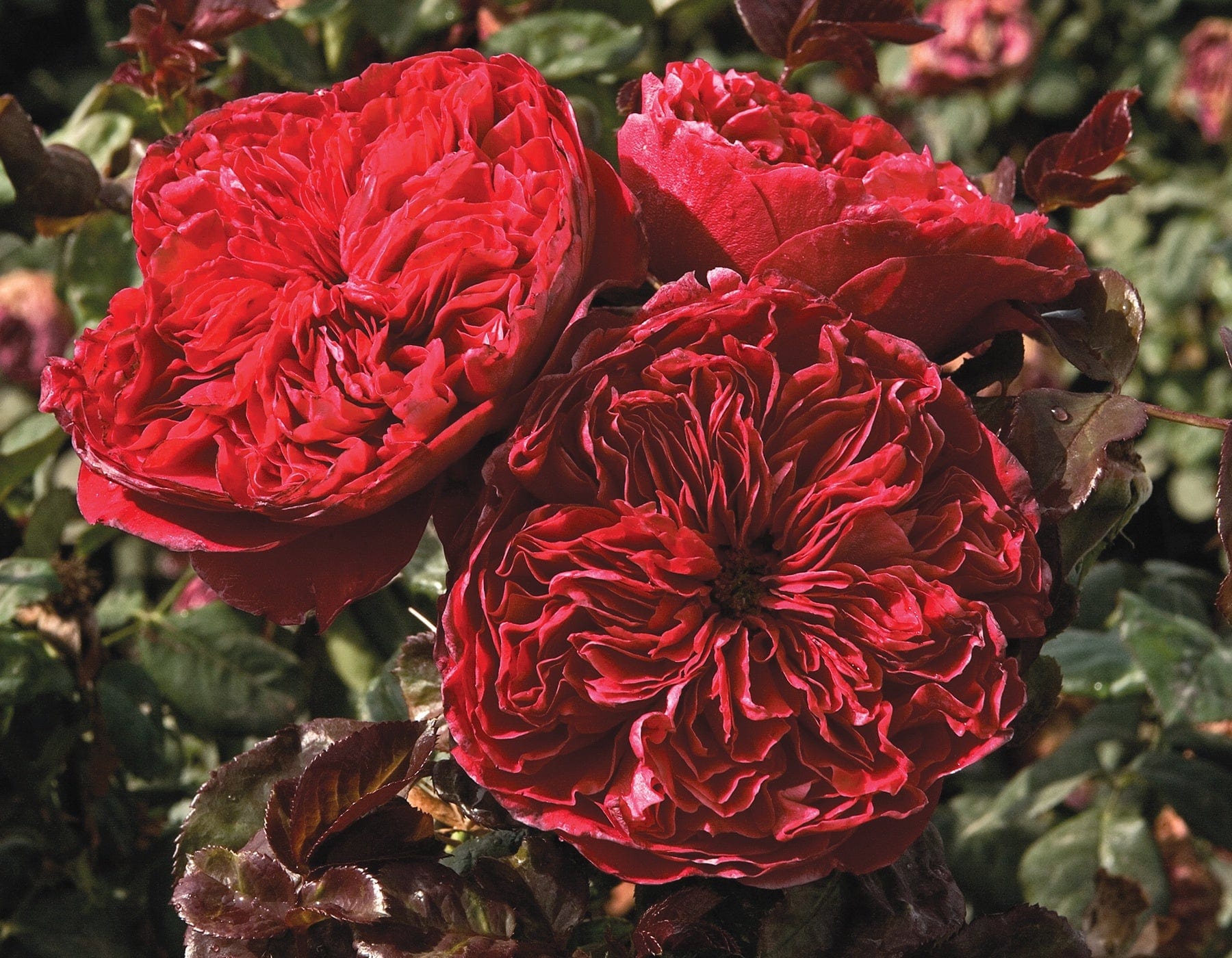 Rouge Royale - Star Roses and Plants