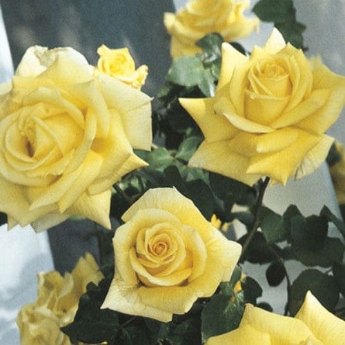 Royal Gold - Weeks Rose